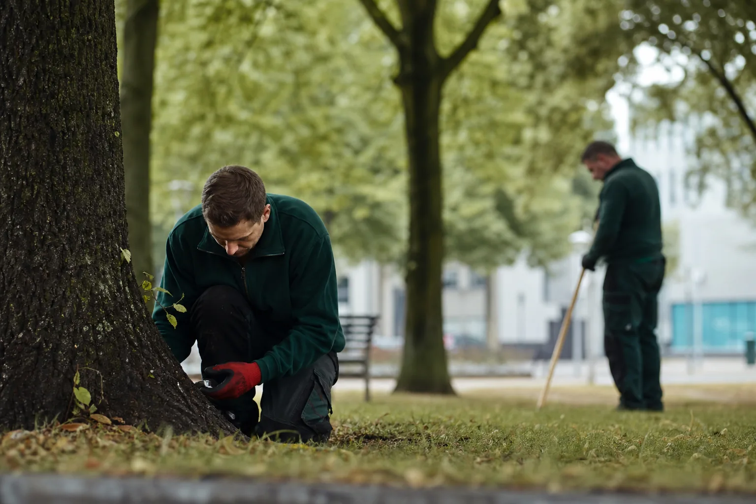Groenwerk in de Nederlandse buitenruimte. Beeld bij het artikel: Mag u boomdossiers jarenlang bewaren en wat vraagt de AVG dan van u?